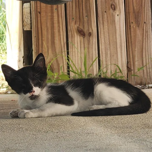 A baby small-sized male Domestic Short Hair cat named Stevie for adoption in San Antonio, TX