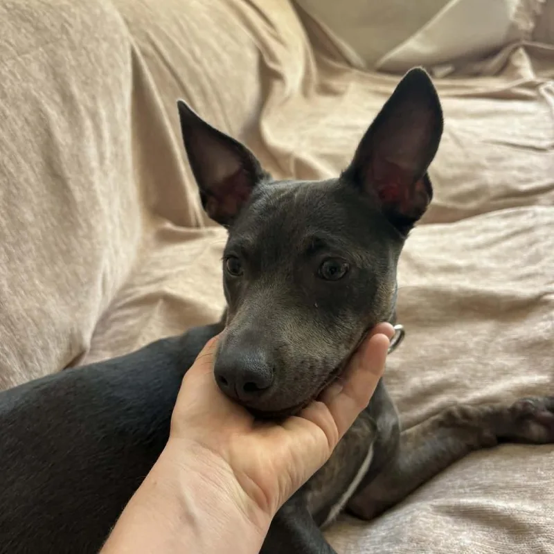 A young small-sized female Gray / Blue / Silver Mixed Breed dog named Zelda for adoption in Oceanside, CA