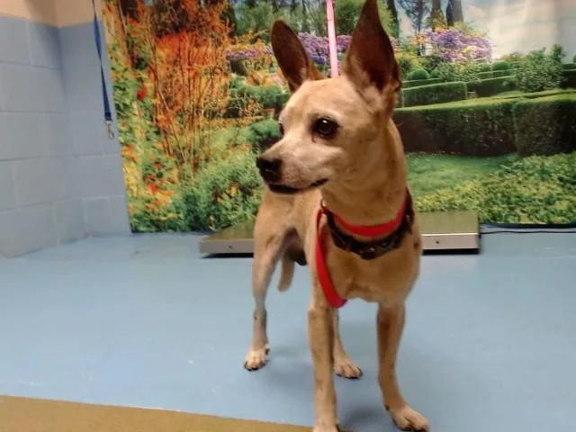 An adult small-sized male Chihuahua dog named Jesse for adoption in Moreno Valley, CA