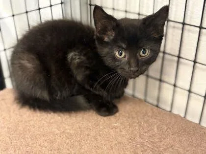 A young small-sized male Domestic Short Hair cat named Espresso for adoption in Mount Pleasant, IA