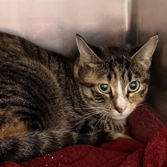 A young small-sized female Brown / Chocolate Domestic Short Hair cat named Yellow Tail for adoption in Gloucester, VA