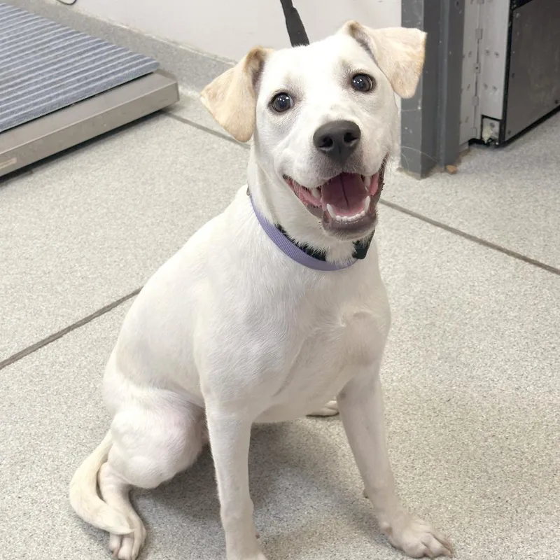 A young medium-sized female White / Cream Mixed Breed dog named Shelby for adoption in Franklin, TN