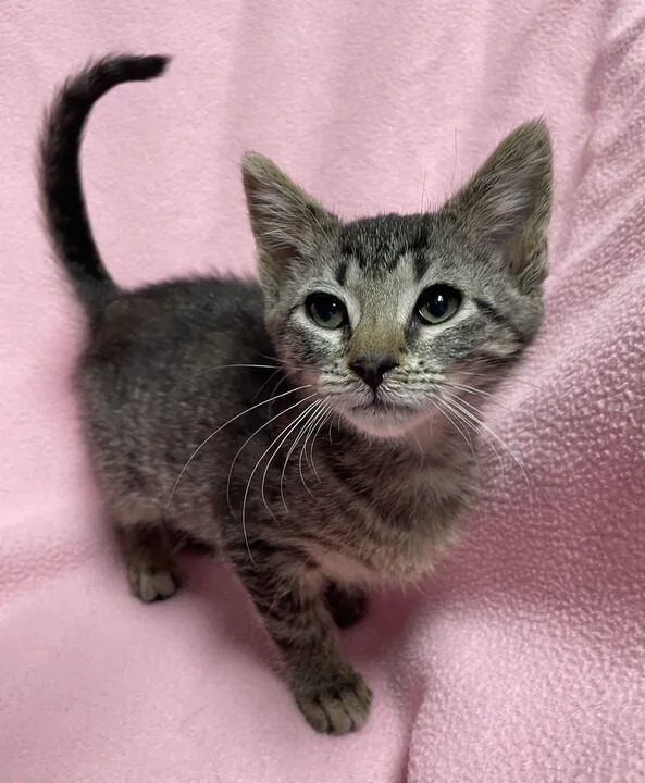 A baby small-sized female Domestic Short Hair cat named Kya for adoption in Jackson, MI