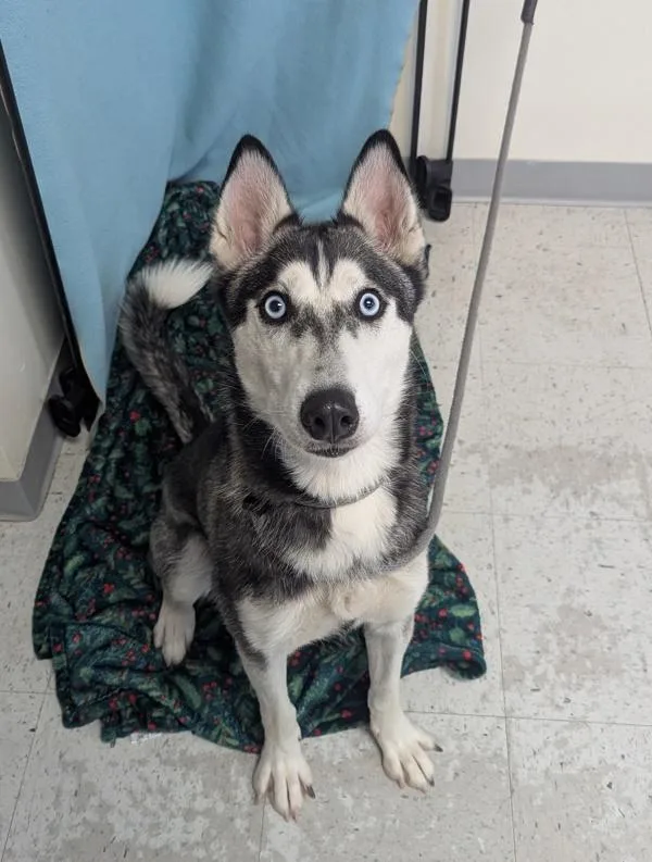A young medium-sized female Siberian Husky dog named Lia for adoption in Salt Lake City, UT