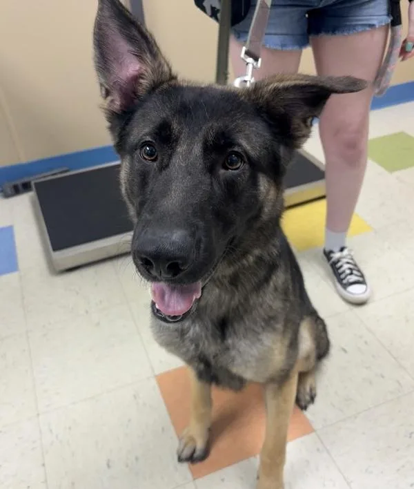 A young large-sized male German Shepherd Dog dog named Thor for adoption in Sioux City, IA