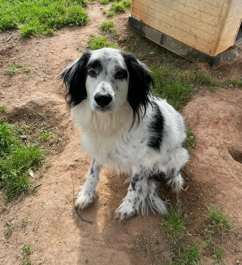 A senior medium-sized female White / Cream English Setter dog named Mattie for adoption in Sautee Nacoochee, GA