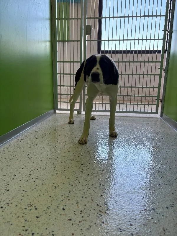 An adult large-sized female Black Great Dane dog named Darla for adoption in Providence Forge, VA