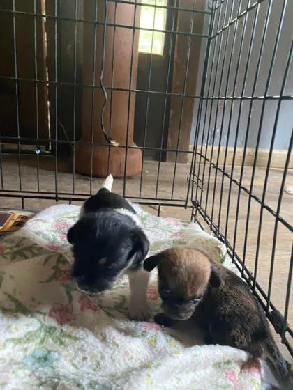 An adult small-sized male Shih Tzu dog named Chocolate Chip for adoption in Newport, KY