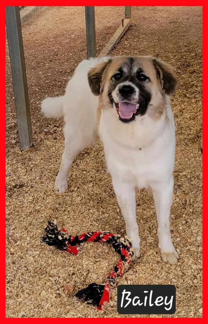 A young large-sized female Great Pyrenees dog named Bailey for adoption in Granbury, TX