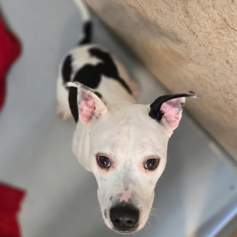 Doublet Aka Bella thumbnail 2