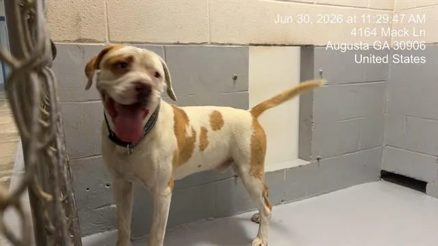 A young large-sized male American Bulldog dog named Corey for adoption in Augusta, GA