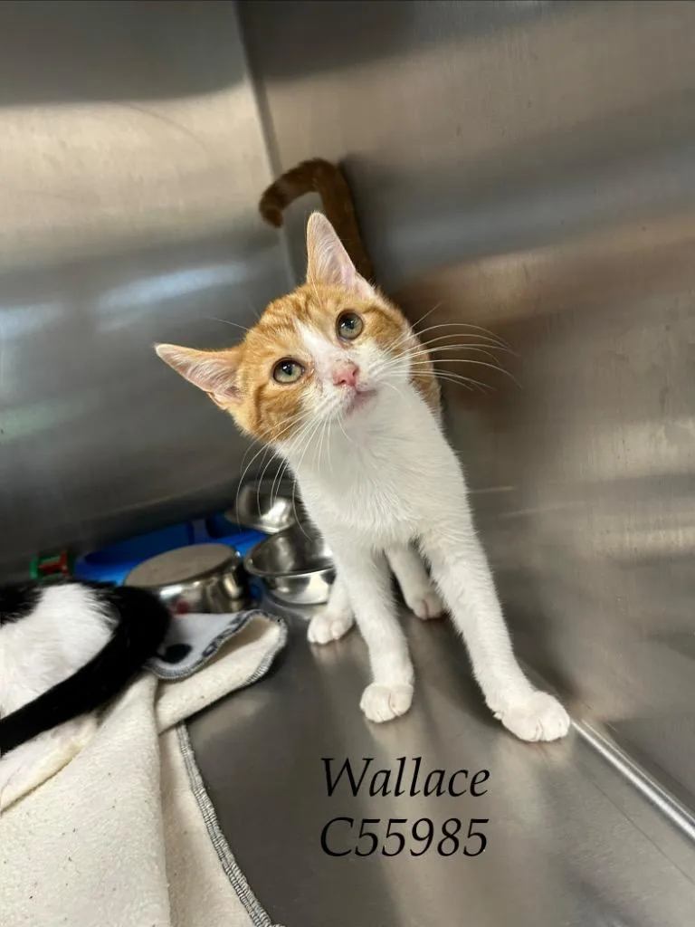 A baby small-sized male Domestic Short Hair cat named Wallace for adoption in Clarksville, TN