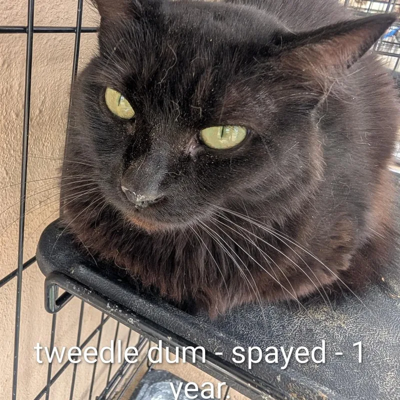 A young small-sized female Black Domestic Short Hair cat named Tweedle Dum for adoption in West Plains, MO