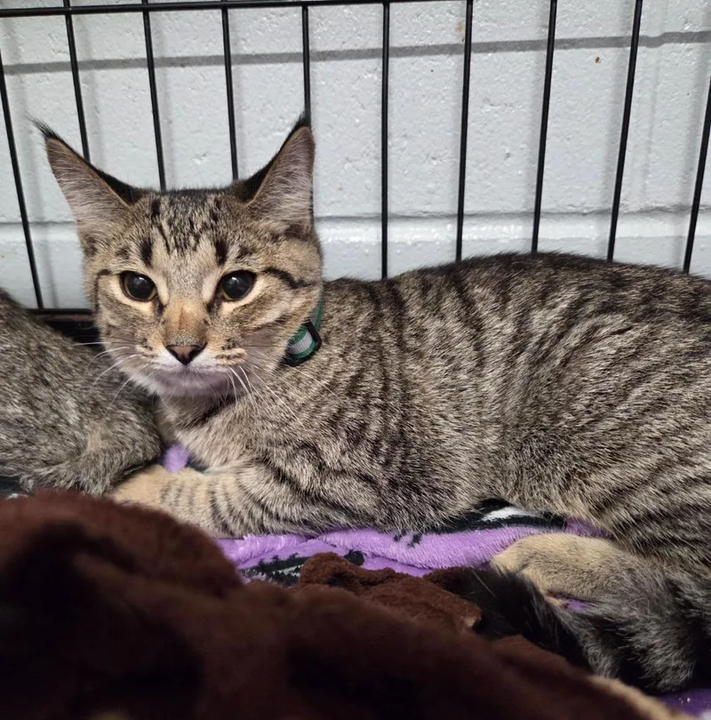 A baby small-sized female Domestic Short Hair cat named Charlotte for adoption in Muskegon, MI