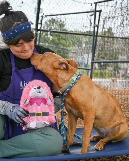 An adult medium-sized female Mixed Breed dog named Liv Morgan for adoption in Chamblee, GA