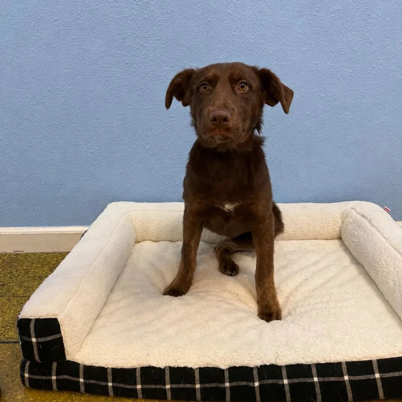 A baby small-sized female Brown / Chocolate Shepherd dog named Sol for adoption in Fresno, CA