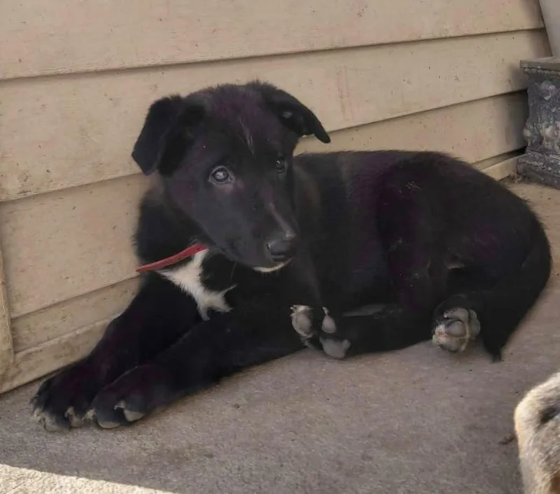 A baby medium-sized male Mixed Breed dog named Blasted Billy for adoption in sun prairie, WI
