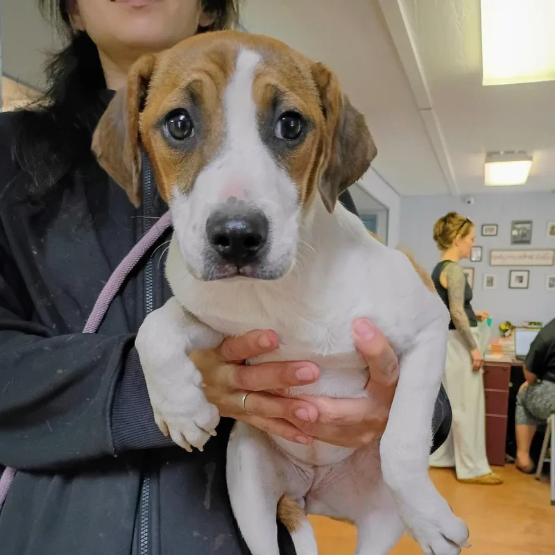 A baby medium-sized female Yellow / Tan / Blond / Fawn Mixed Breed dog named Taffeta for adoption in Clarksville, AR