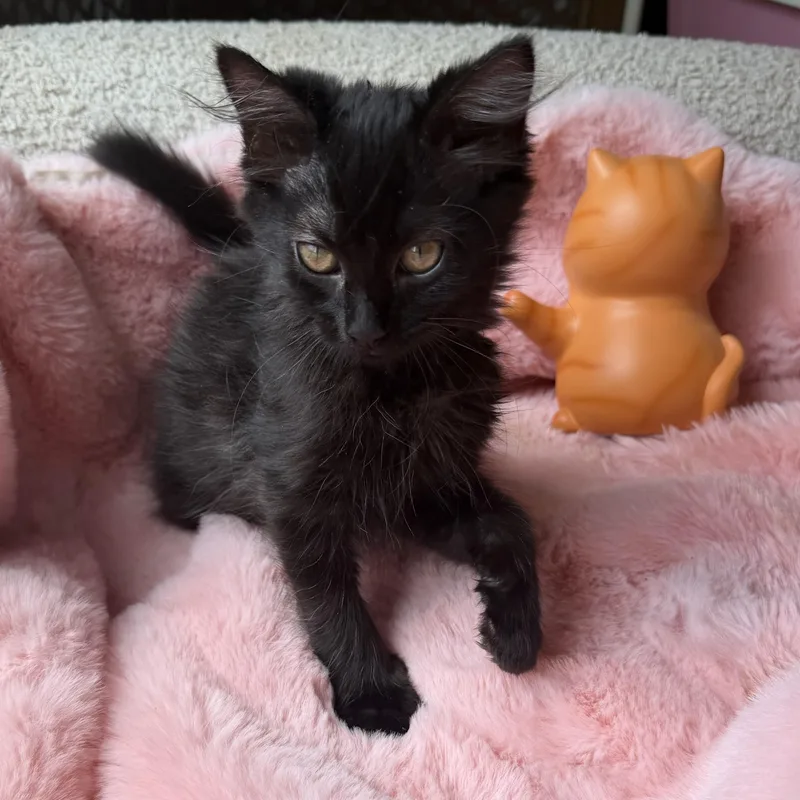 A baby medium-sized male Domestic Long Hair cat named Ross for adoption in Danville, VT