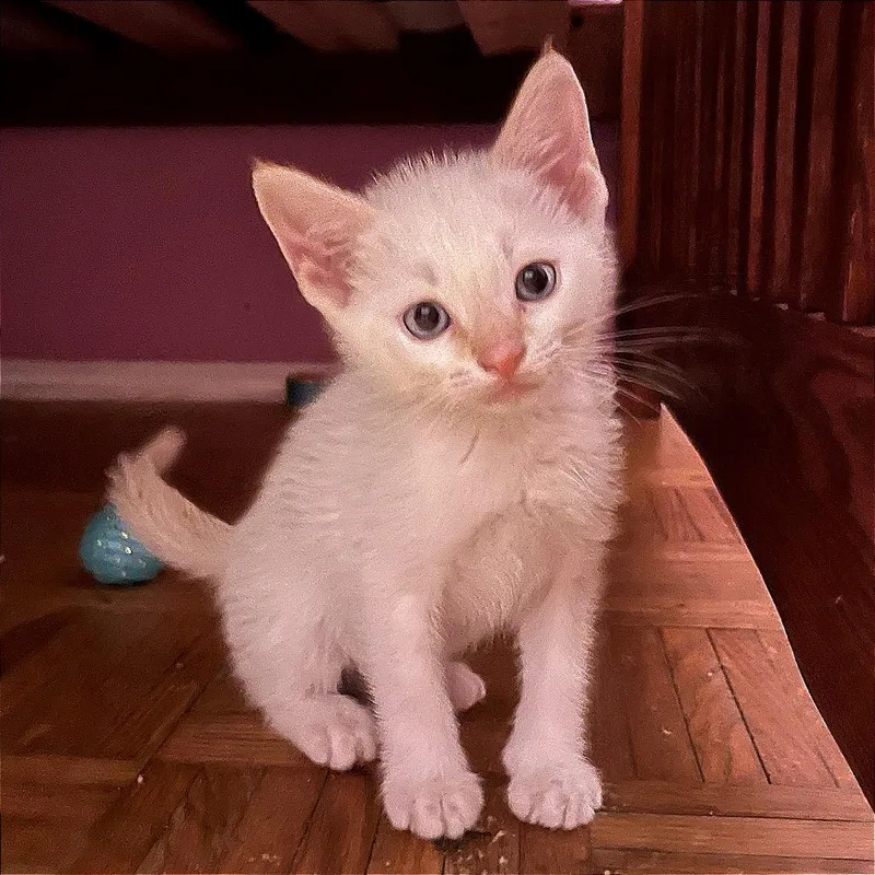 A baby small-sized male Flame Point Siamese cat named When Will I Be for adoption in Boerne, TX