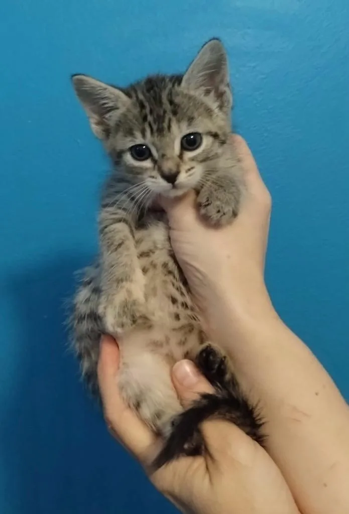 A baby small-sized female Domestic Short Hair cat named Rainbow Brite for adoption in Gorham, ME