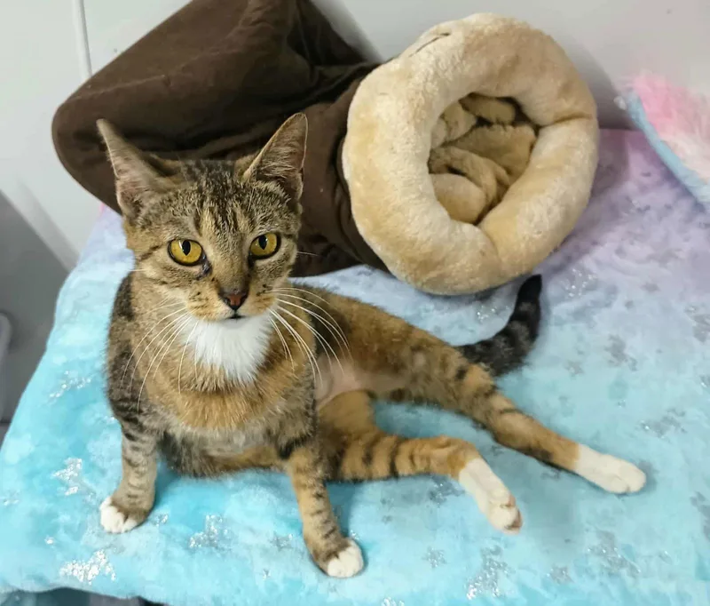 Sadie Adult Female Tabby