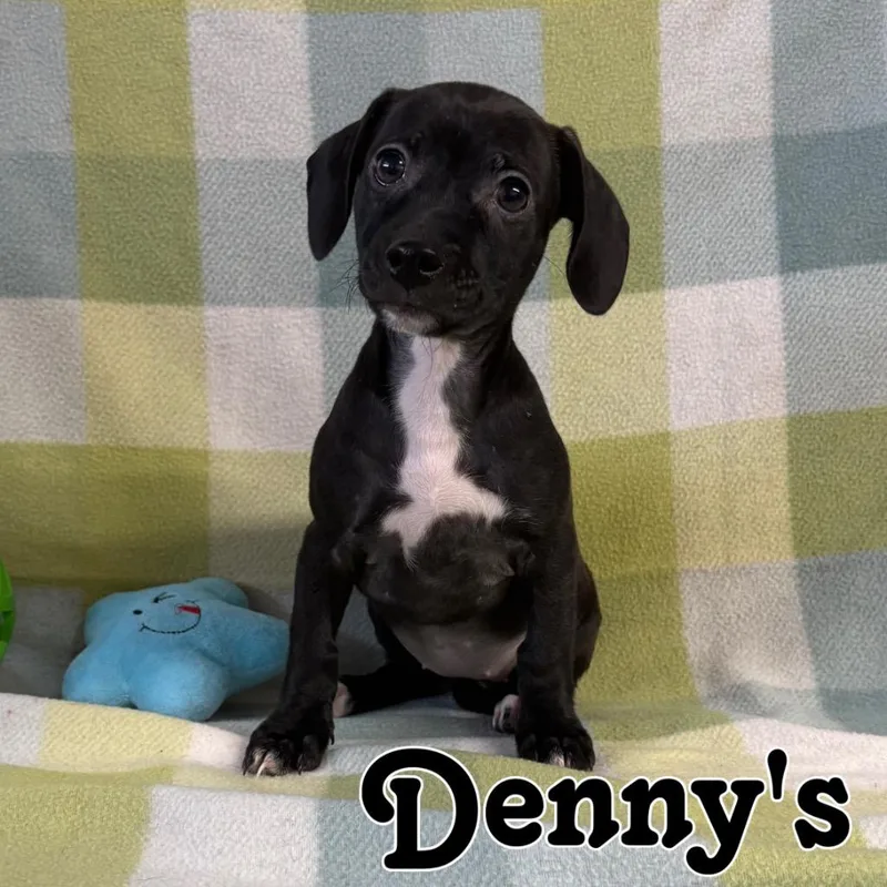 Denny's