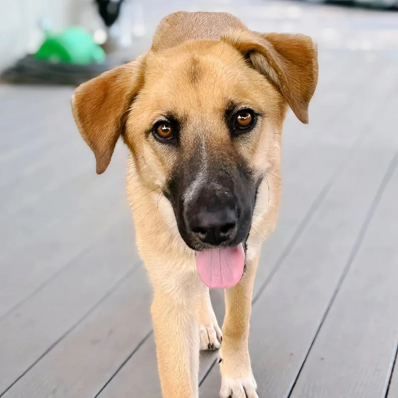 An adult medium-sized female Anatolian Shepherd dog named Valley for adoption in Enid, OK