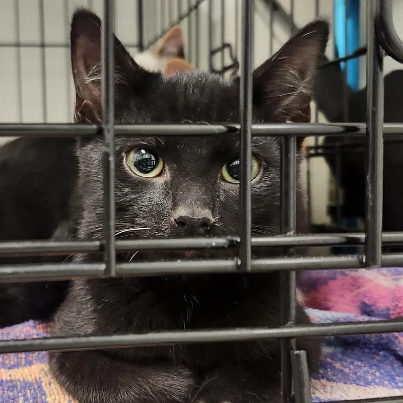 A young small-sized female Black Domestic Short Hair cat named Medley for adoption in Novelty, OH