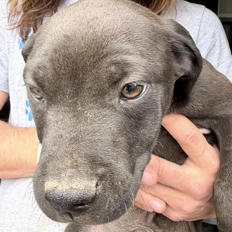 A baby medium-sized male Black Mixed Breed dog named Vedder for adoption in DeKalb, IL