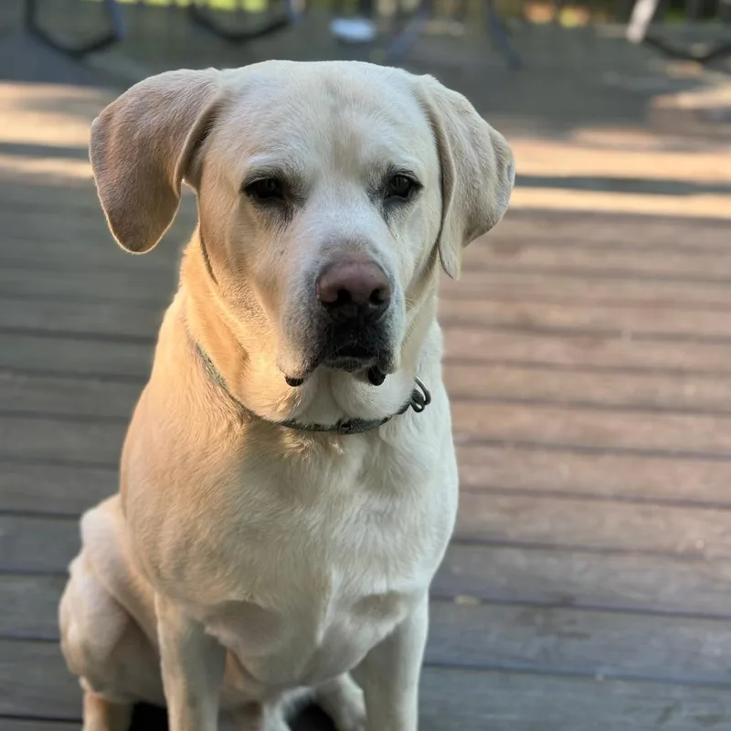 Nash