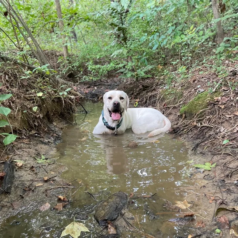 Nash thumbnail 2