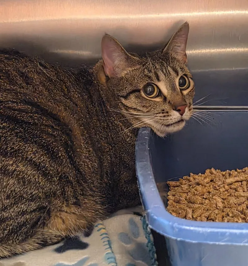 An adult small-sized female Domestic Short Hair cat named Bobbie for adoption in Ocala, FL