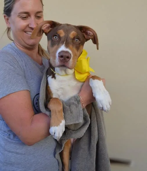 A baby large-sized female Pit Bull Terrier dog named Pennywise for adoption in McKinney, TX