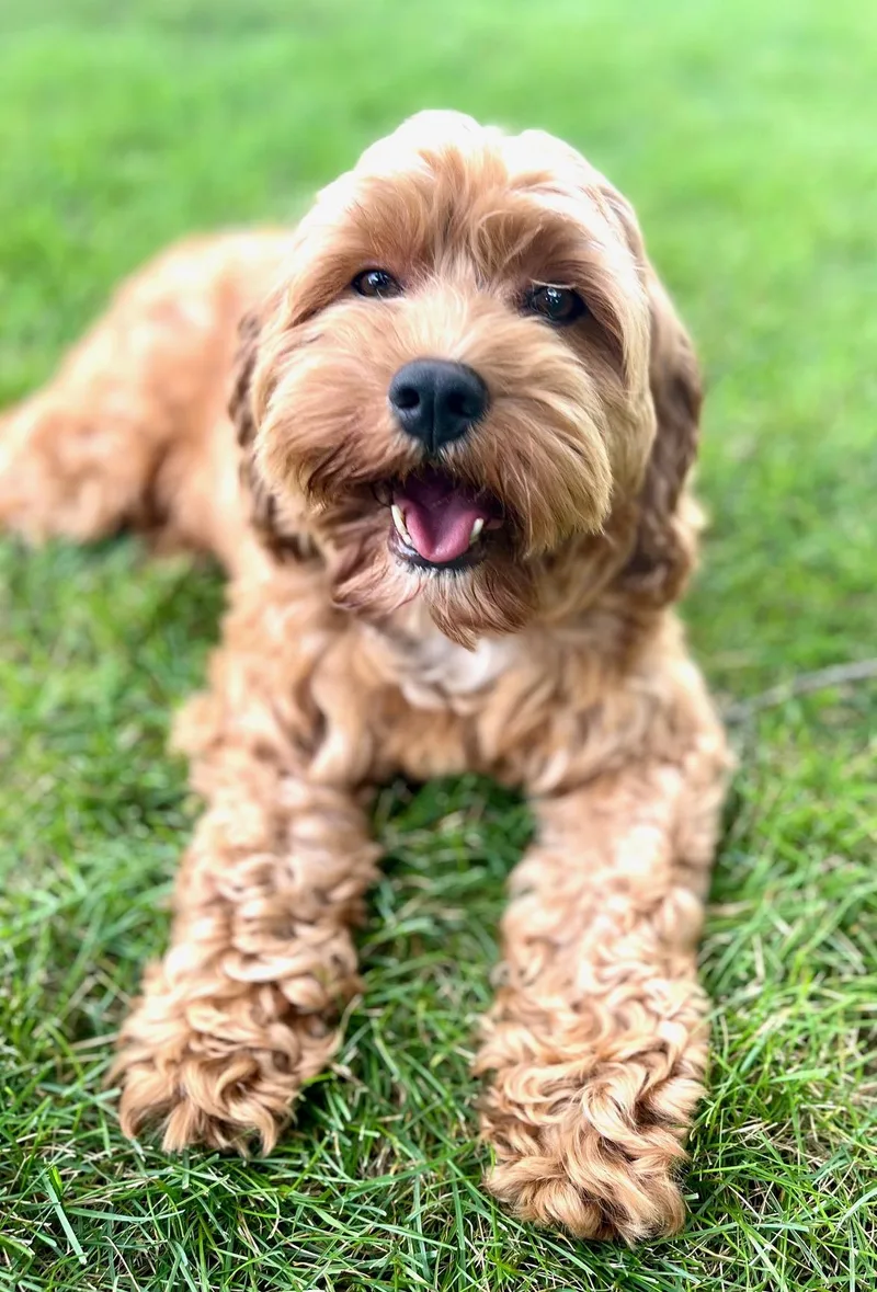 An adult small-sized female Apricot / Beige Cavapoo dog named Playful Hazel for adoption in Fort Wayne, IN