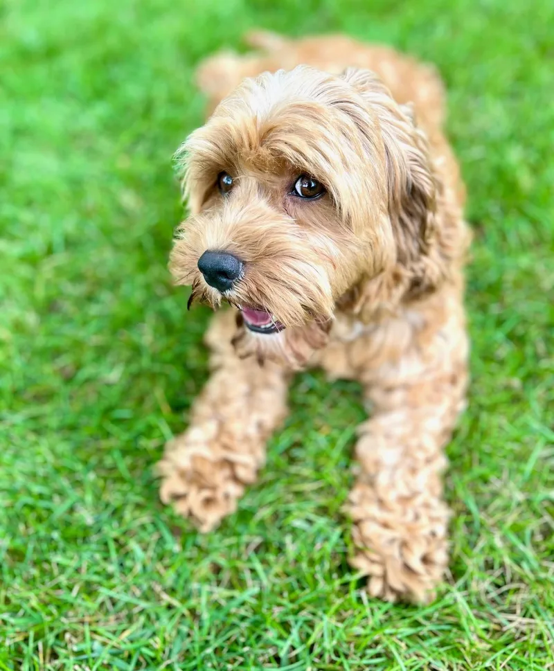 Playful Hazel thumbnail 2