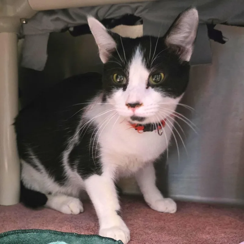 A young large-sized male Black Domestic Short Hair cat named Tyson for adoption in Fort Wayne, IN