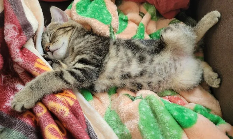 A baby small-sized female Brown / Chocolate Domestic Short Hair cat named Twilight Sparkle for adoption in Raleigh, NC