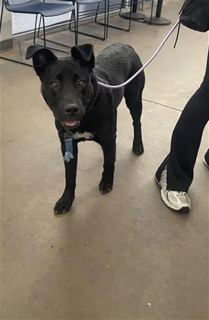 An adult large-sized male Mixed Breed dog named Tony for adoption in Dallas, TX