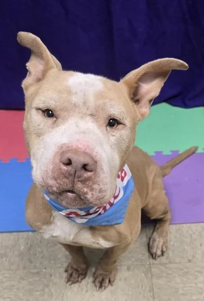 A senior medium-sized female Apricot / Beige Mixed Breed dog named Toby for adoption in Hamilton, OH
