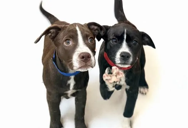 A baby medium-sized female American Bulldog dog named Remi for adoption in Fort Lauderdale, FL