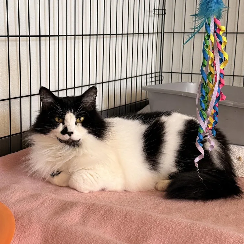 A senior large-sized female White Domestic Medium Hair cat named Lady for adoption in Tucson, AZ