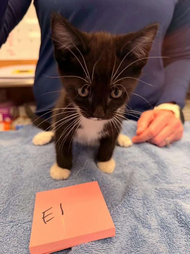 A baby small-sized male Black & White / Tuxedo Domestic Short Hair cat named Guillermo for adoption in Vancouver, WA