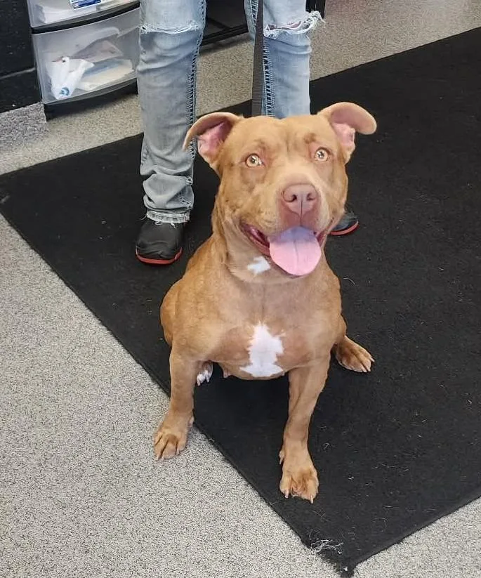 A young large-sized female Pit Bull Terrier dog named Honey for adoption in Fremont, OH
