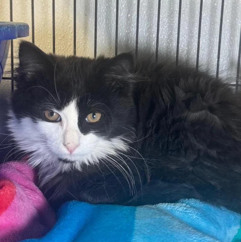 A baby medium-sized female Domestic Long Hair cat named Layla for adoption in Saginaw, MI