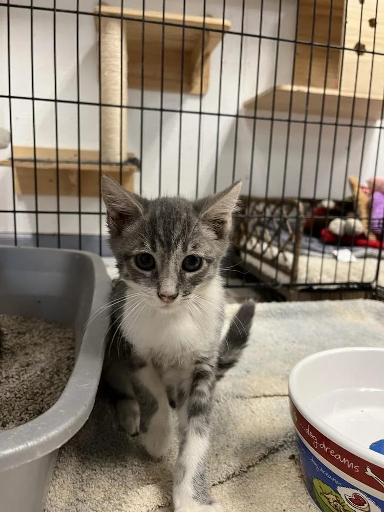 A young medium-sized male Domestic Short Hair cat named Rocky for adoption in Ontario, CA