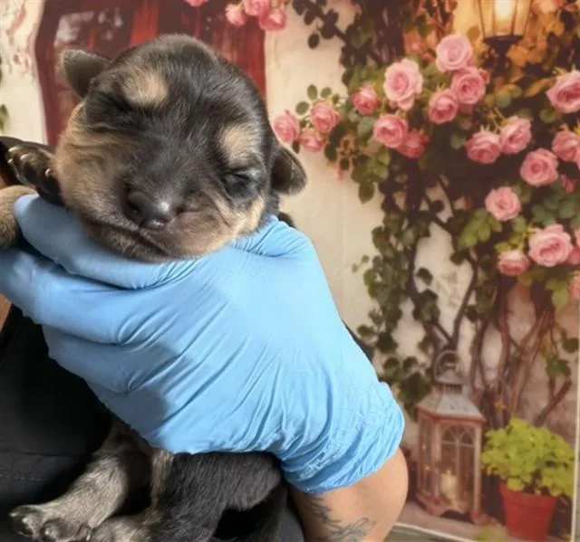 A baby small-sized male German Shepherd Dog dog named Hudson for adoption in San Bernardino, CA