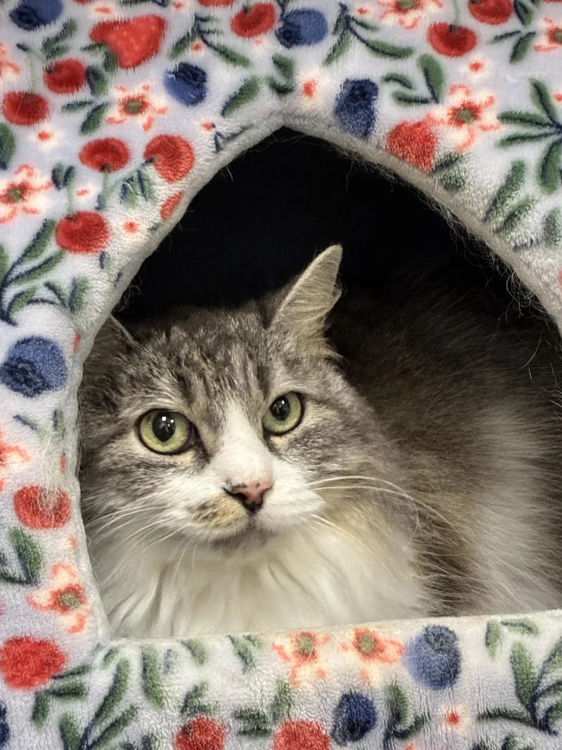 A senior large-sized female Domestic Long Hair cat named Snowflake for adoption in Chico, CA