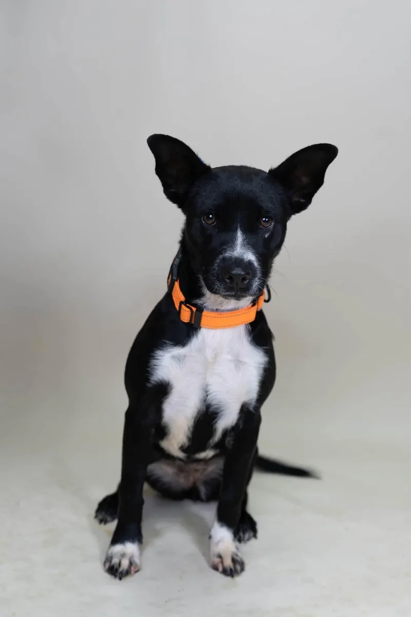 An adult small-sized female Black Australian Cattle Dog / Blue Heeler dog named Zazu for adoption in Tucson, AZ