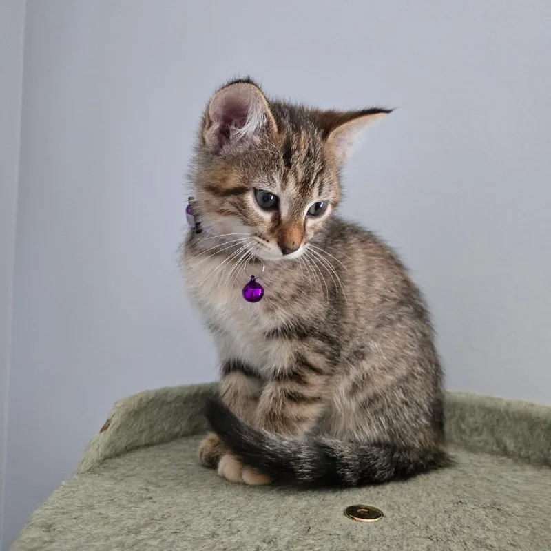 A baby small-sized female Gray / Blue / Silver Domestic Short Hair cat named Alicent for adoption in Inwood, WV